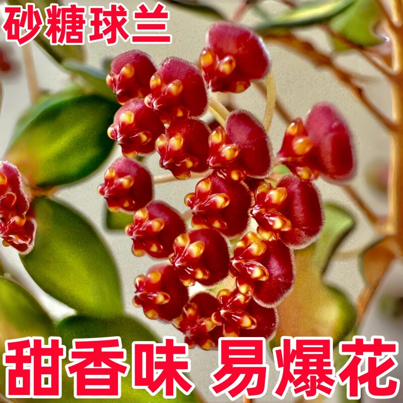 潵球兰花砂糖甜香勤花大苗四季室内阳台垂吊吊兰正品花苞新款盆栽