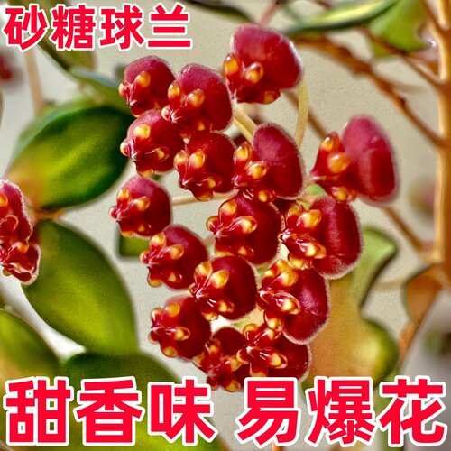 潵球兰花砂糖甜香勤花大苗四季室内阳台垂吊吊兰正品花苞新款盆栽