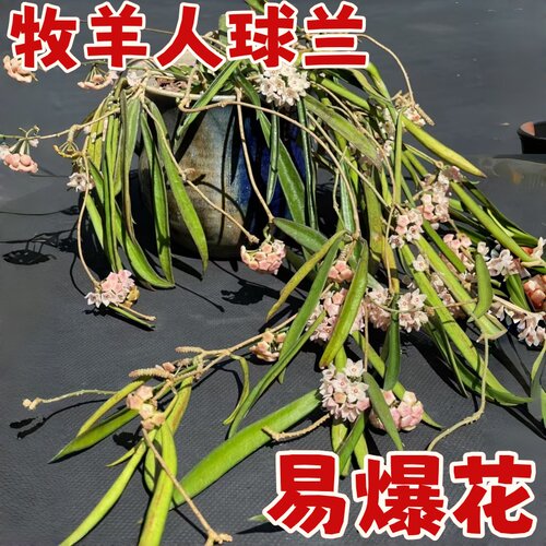 牧羊人球兰勤花四季常青室内阳台垂吊花卉绿植桌面爬藤植物吊兰花