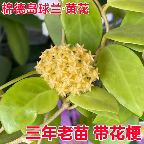 棉德岛球兰黄花精品球兰勤花四季室内阳台花卉绿植爬藤植物吊兰花