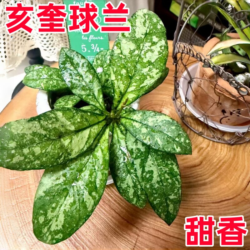 亥奎球兰盆栽圆叶精品品种小苗甜香四季室内阳台垂吊爬藤开花植物