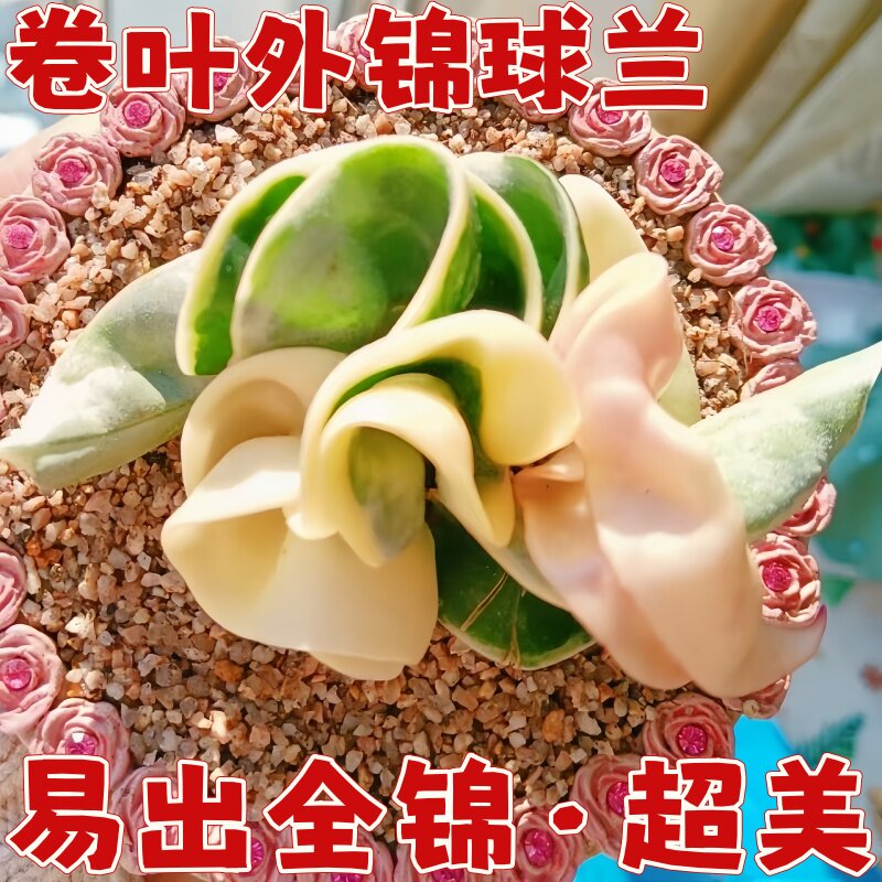卷叶外锦球兰勤花四季卷外球兰室内阳台花卉绿植吊兰卷叶内锦球兰