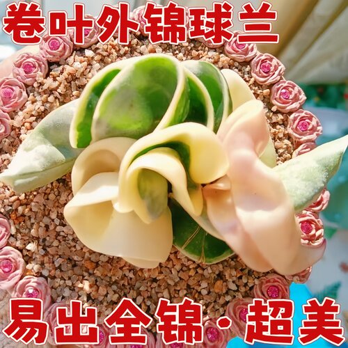 卷叶外锦球兰勤花四季卷外球兰室内阳台花卉绿植吊兰卷叶内锦球兰