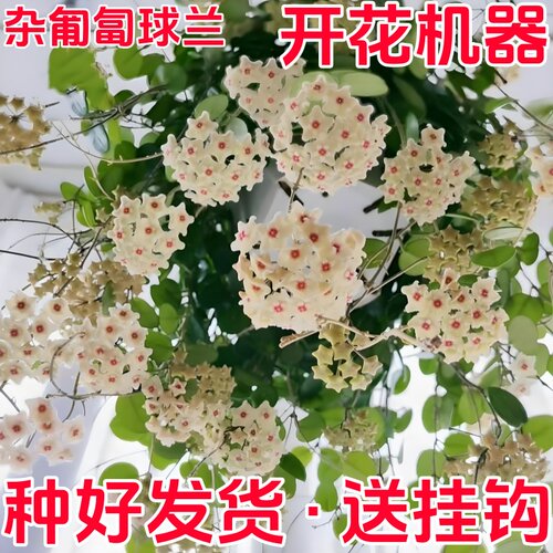 杂交匍匐球兰小苹果吊兰易开花