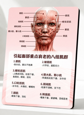 美容院面部重点衰老肌群解析摆件医美机构专业知识装饰摆台