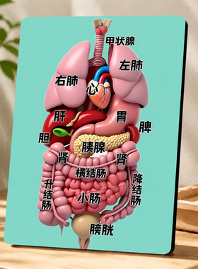 高清人体内脏解剖示意图装饰摆件中医馆诊所学习摆台