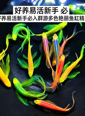 正宗蝶翼斑马鱼长尾巴翡翠蝶翼七彩新手好养小型观赏鱼天使冷水鱼