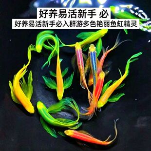 正宗蝶翼斑马鱼长尾巴翡翠蝶翼七彩新手好养小型观赏鱼天使冷水鱼