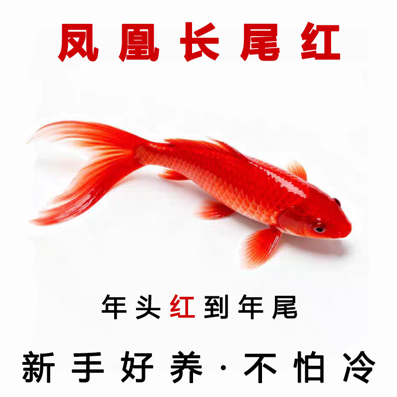 凤凰长尾红金锦鲤鱼招财鱼池观赏金鱼新手好养不怕冷年头红到年尾,宠物/宠物食品及用品,鱼,淘宝优惠券,粉丝福利购,淘宝优惠卷
