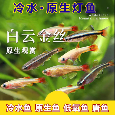 冷水鱼原生鱼不加温观赏鱼灯鱼