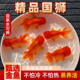 精品国狮金鱼红色观赏冷水鱼易养活新手好养耐养不怕冷低氧锦鲤鱼