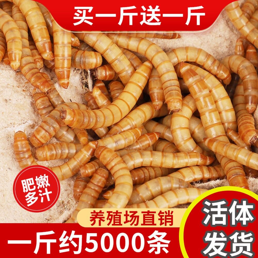面包虫活体 黄粉虫活虫 鹦鹉鱼 金龙鱼 乌龟 画眉鸟石蛙饲料包邮