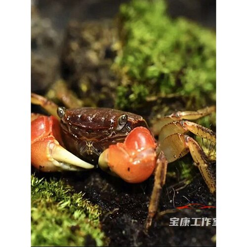 泰国 相手蟹淡水蟹观赏蟹 迷你辣椒蟹 宠物螃蟹发财蟹 红螯