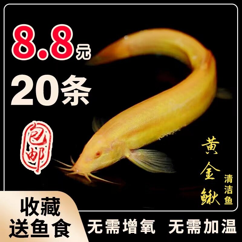 黄金鳅小金龙黄金泥鳅苗活体招财鱼冷水鱼垃圾鱼淡水鱼清道夫鱼活