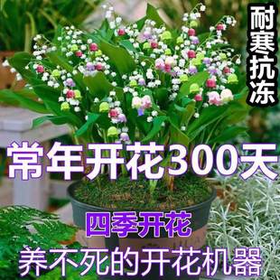 球阳台外四季 带铃兰种花卉开花不断苗室内铃兰花根系芽