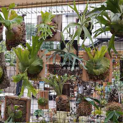 实木板植白二岐鹿角蕨/二叉/鹿角挂墙奇特植物/适合新手/水栖森林