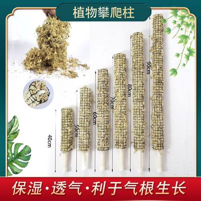 水苔柱植物攀爬支撑水苔杆秋海棠绿萝苔藓棒白锦龟背竹海芋水苔盒