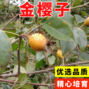 糖罐花种苗 中草药苗山石榴 野生金樱子苗 当年现采金樱子种子