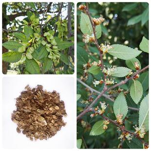 小叶榔榆种子榔榆种籽白榆种子种籽榆树种子林木种子四季庭院盆景