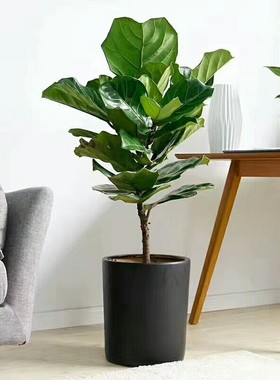 琴叶榕橡皮树绿色观叶耐阴植物盆景客厅大型绿植四季好养盆栽花卉