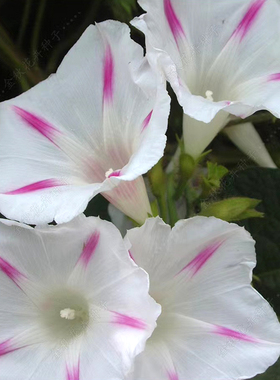 白色条纹大牵牛花种子爬藤垂吊盆栽庭院室内阳台植物四季易活花籽