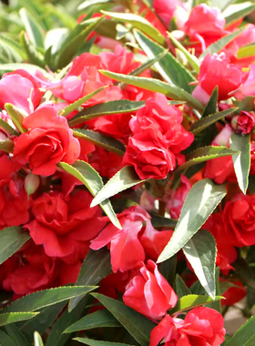 红色重瓣凤仙花种籽子指甲花染指甲草种籽孑四季阳台庭院盆栽种子