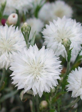 白色矢车菊种子秋冬季花种籽子四季播种开花易活耐寒庭院花种籽子