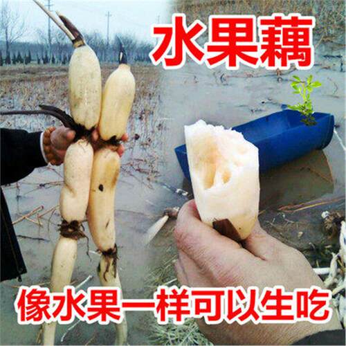 食用莲藕种根苗水果藕莲藕种子荷花种 深浅水藕盆栽水养缸桶水田