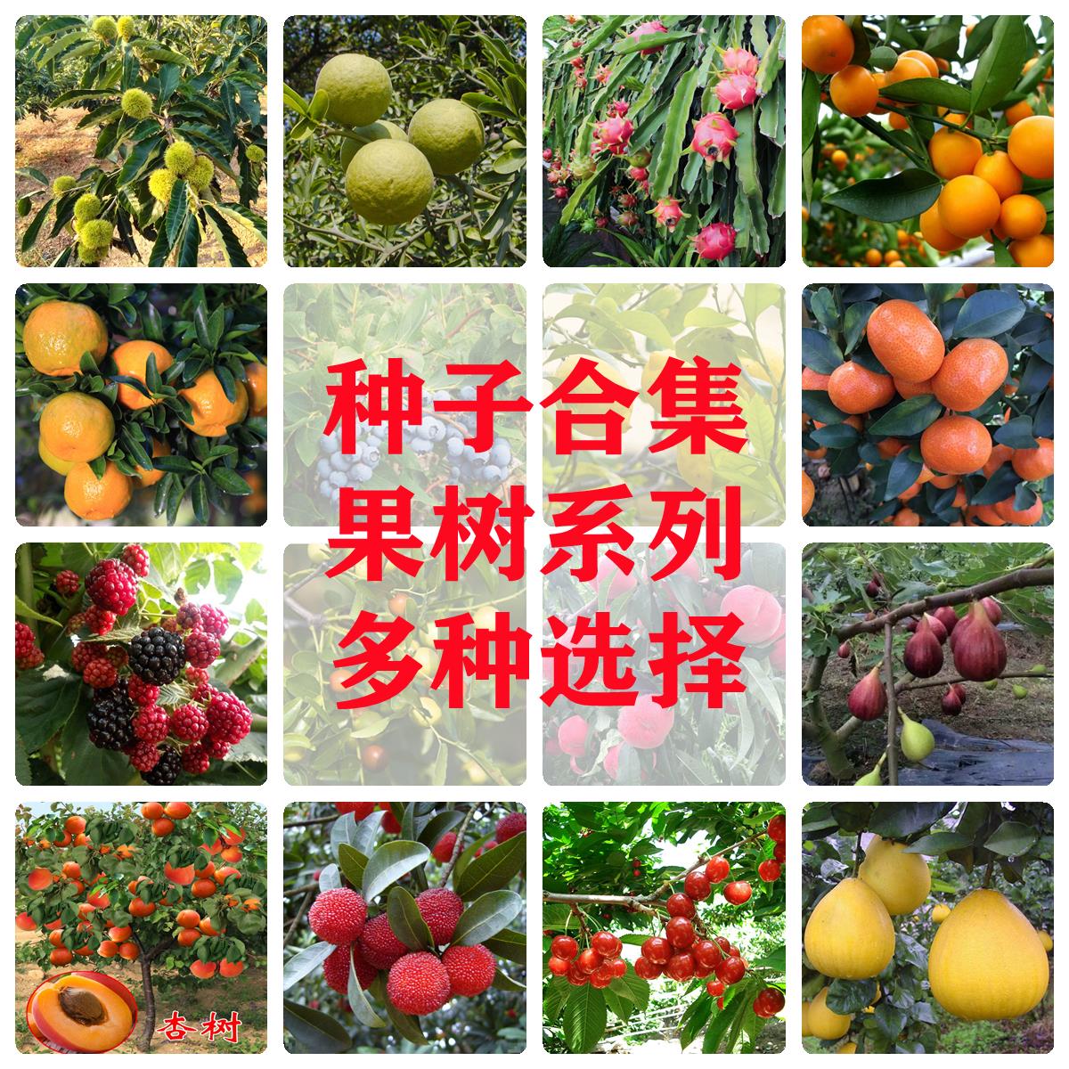 果树种子花椒种子柑橘柚子板栗金桔枸橘樱桃柠檬枣树种子四季庭院