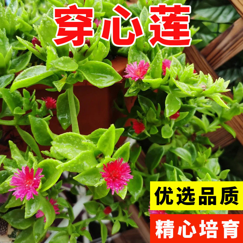 材穿心莲种子非蔬菜盆栽四季种植苗兽用阳台中草药穿心莲种籽