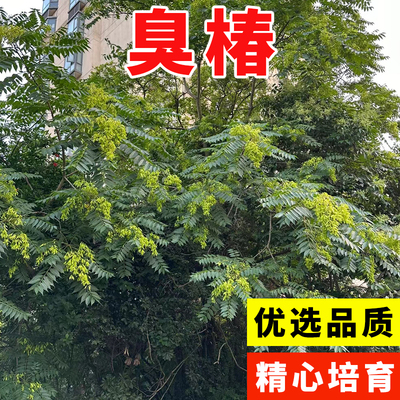 新采臭椿树林木种子臭椿种子乔木 造林树苗籽 红油香椿种子
