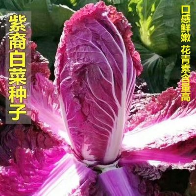 营养紫白菜种子里外紫色大白菜四季播种庭院田地农科院有机蔬菜籽