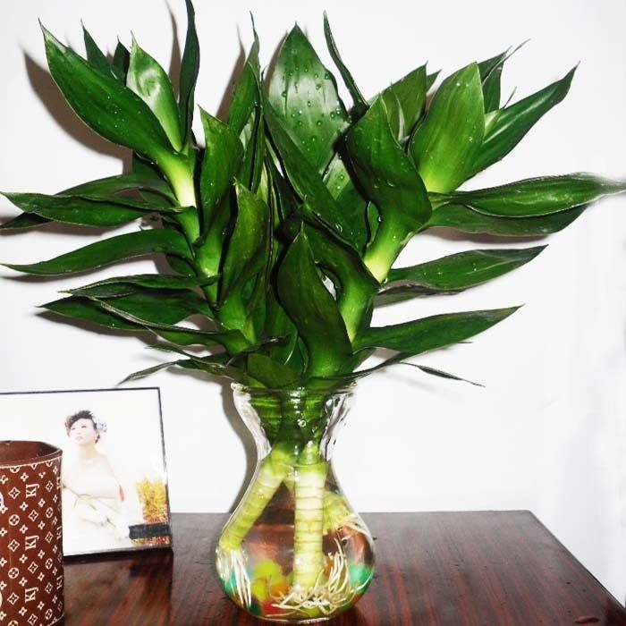 水培植物 富贵竹开运竹节节高 荷花竹观音竹盆栽办公盆景绿植