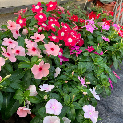 粉红长春花种子日日春四季花易活庭院阳台盆栽五瓣梅花卉种籽孑