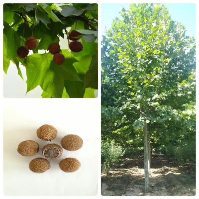 林木种子法桐种子林木种籽国产散装四季多年生工程绿化观叶种孑