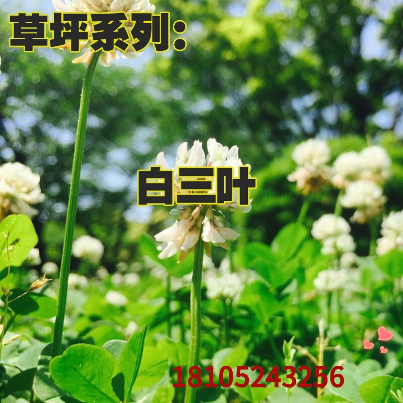 白三叶草种籽子四季白车轴草果园绿肥草子种白花三叶种子牧草种子