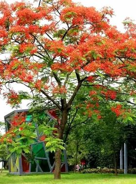 凤凰木种子 红花楹种子 金凤种子 火树种子 风景树 绿化苗木种子