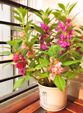 凤仙花种子四季播种阳台盆栽花卉孑籽波斯菊太阳花薄荷庭院花卉种