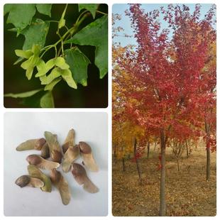 林木种子元宝枫种子野生绿化庭院地栽育苗林木南北方种植元宝枫籽