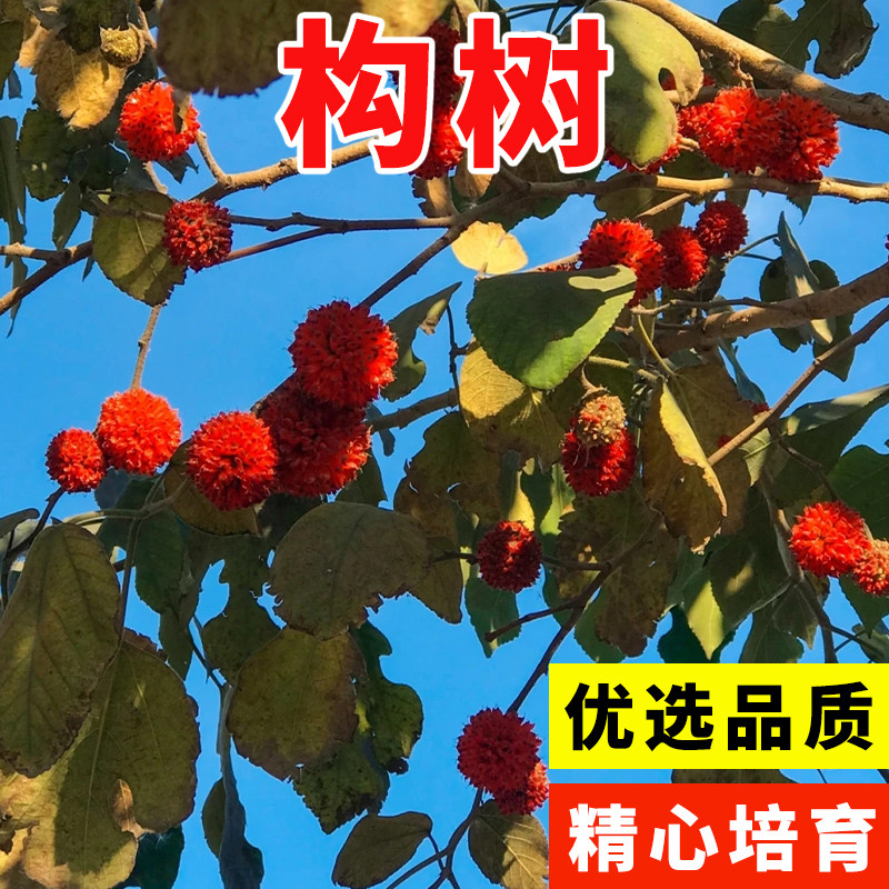 构树种子 构桃树 构乳树 楮树 楮实子 沙纸树假杨梅 杂交构树种子