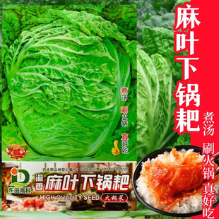 四季麻叶下锅耙大白菜种籽好吃火锅菜大白菜春夏秋农家蔬菜种子孑