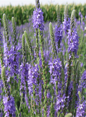 加拿大美女樱种子多年生宿根花卉盆栽园艺鲜花种子工程花海景观