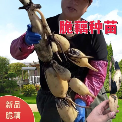 新品脆藕鄂莲15号藕苗优质食用莲藕种苗脆藕浅水藕农田池塘藕苗