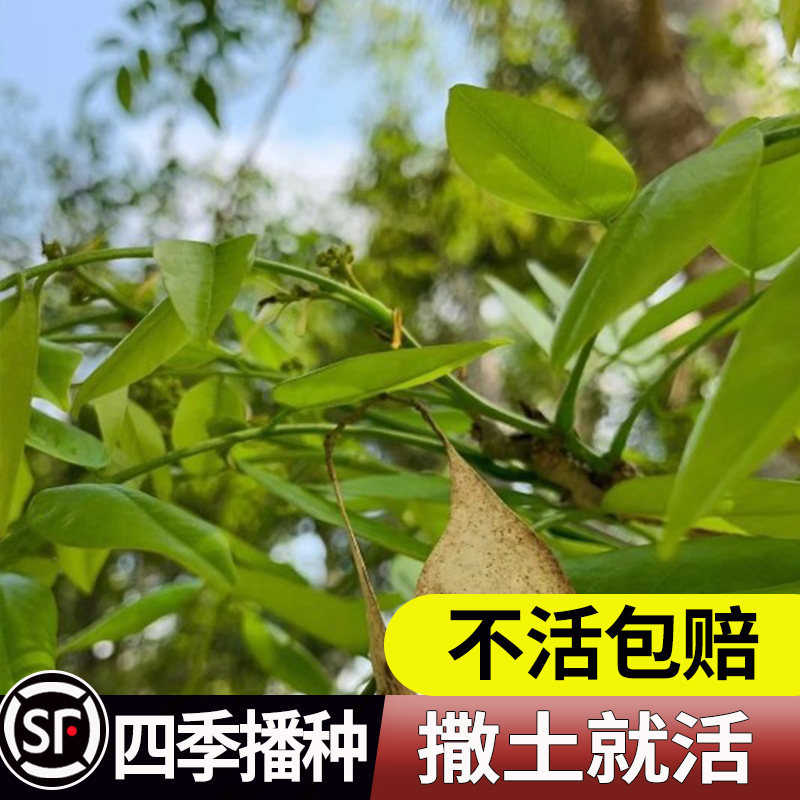 正宗海南黄花梨种子 印度小叶紫檀种子 金丝楠木树种子 菩提种子