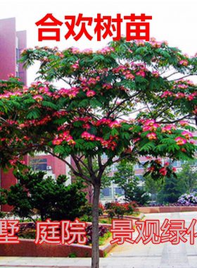 合欢树苗合欢苗绒花树苗芙蓉花树苗庭院花卉盆栽当年开花合欢苗