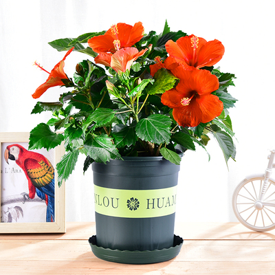 扶桑花大花重瓣盆栽朱瑾牡丹草室内阳台四季好养开花植物花卉