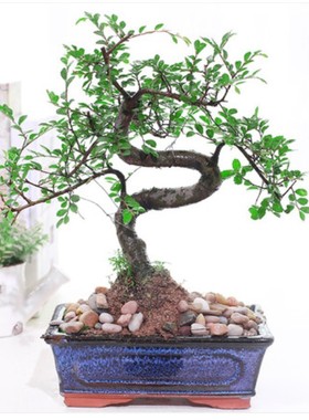 苍古榆树盆景树桩疙瘩榔榆小叶榆树苗室内办公室庭院绿植盆景盆栽