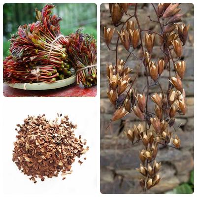 香椿籽红油香椿种子芽苗菜绿油椿树种子春树籽香醇树籽种子