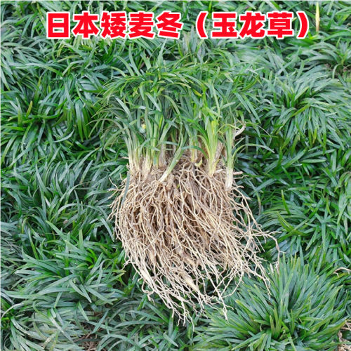 正宗矮麦冬草庭院园林绿化细叶麦冬苗玉龙草耐寒耐旱四季草坪植物