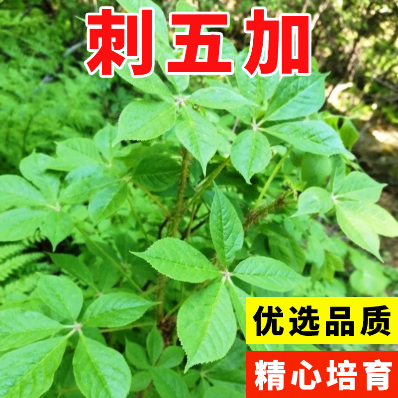 刺五加种子野生恩平簕菜苦刺心三叶五加苦甘菜榄树菜白簕花野菜籽